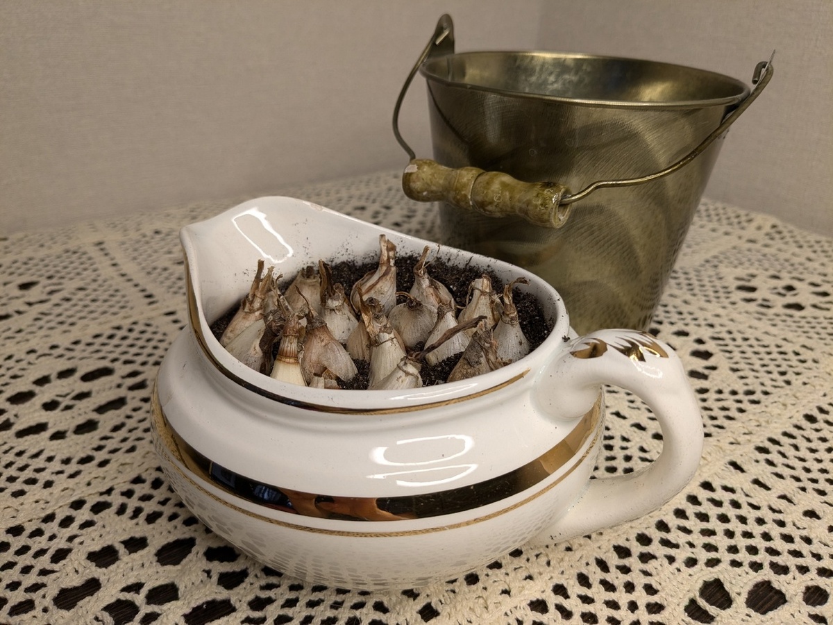 Галантусы - посадка на выгонку 11 октября