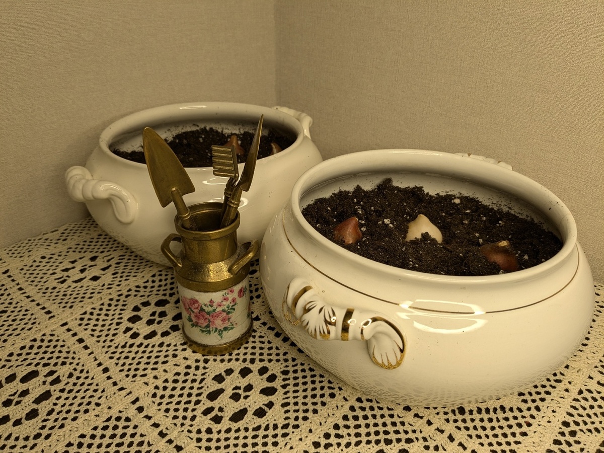 Тюльпаны - посадка на выгонку 11 октября