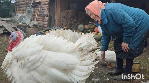 СВОЗИЛИ ДРОВА В НОВЫЙ ДРОВЕНИК, КАСТРИРОВАЛА ДВУХ ПОРОСЯТ А ФУНТИКА ПОЩАДИЛА🤗