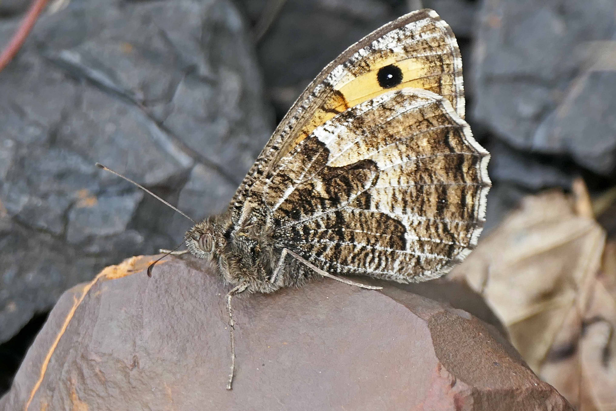 Hipparchia semele.