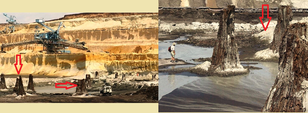 Обнаруженные в Венгрии под 60 метровым слоем глины и песка 16 пней кипарисов шести метров в диаметров. Стрелками показаны пни и слой известняка.