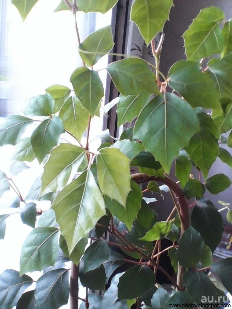 Фото из интернета. 