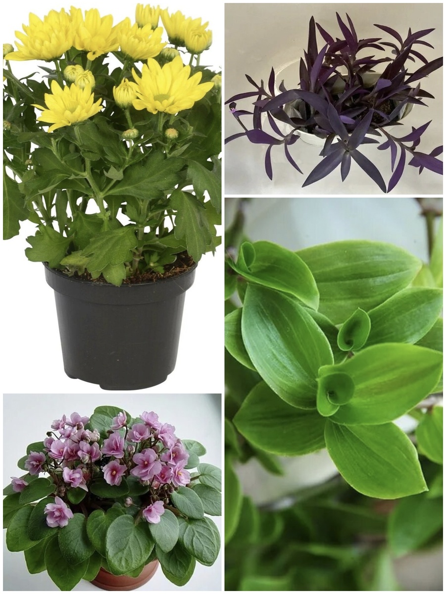 Фото - коллаж автора.