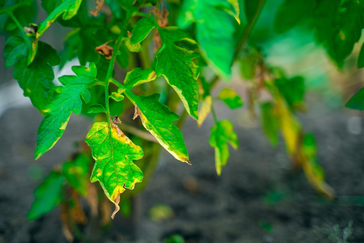     Как применять таблетки «Глиокладин» для защиты растений