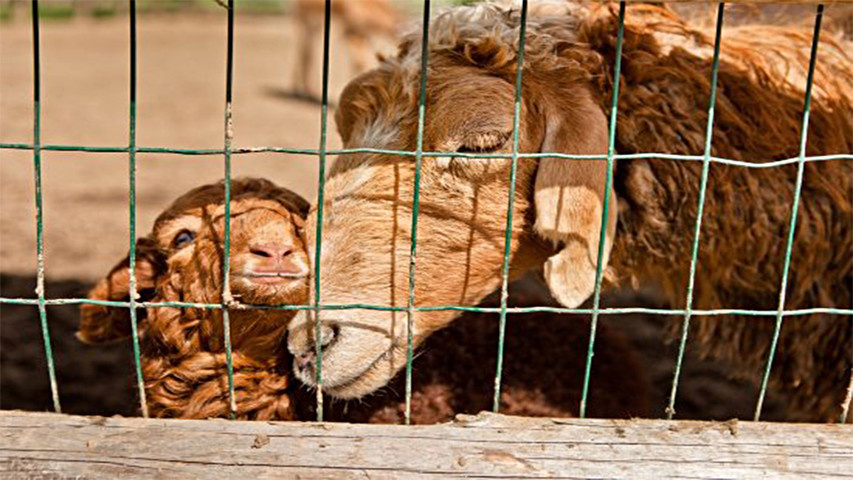     Овцы. Охота Сибири