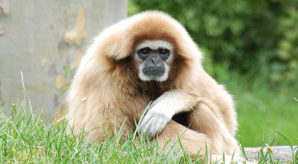   Derek Ramsey / Wikimedia Commons / CC BY-SA 2.5