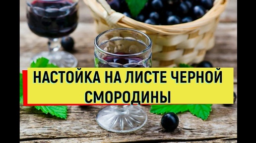 РЕЦЕПТ НАСТОЙКИ НА ЛИСТЕ ЧЕРНОЙ СМОРОДИНЫ ОЧЕНЬ АРОМАТНАЯ #настойка #рецепт