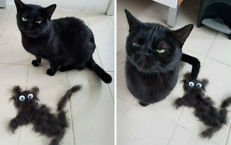    15 животных, которые вышли слишком нелепо на фото