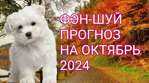 ФЭН-ШУЙ ПРОГНОЗ НА ОКТЯБРЬ 🐕‍🦺МЕСЯЦ ДЕРЕВЯННОЙ СОБАКИ