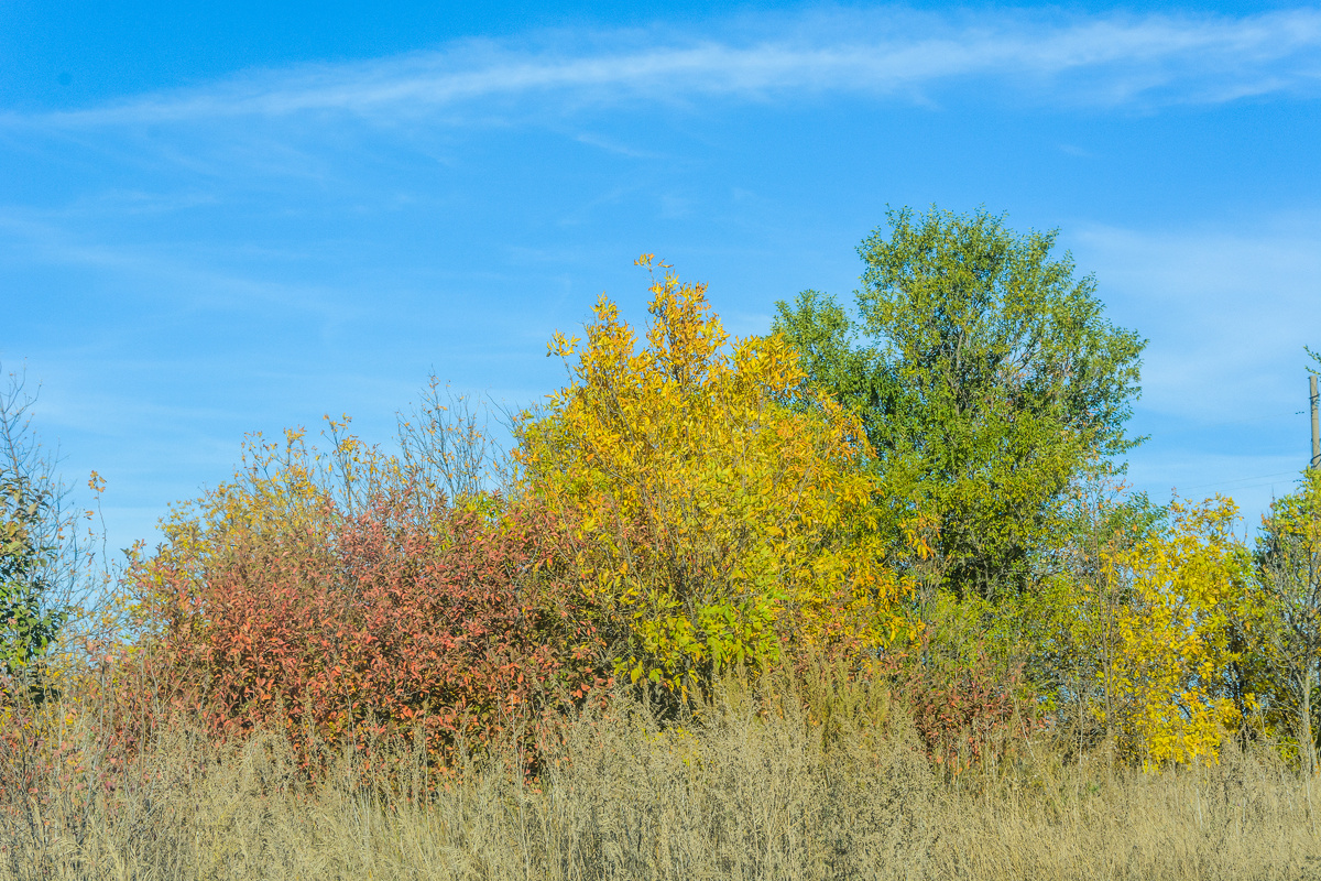 Пёстрая осень в Пестравской районе
