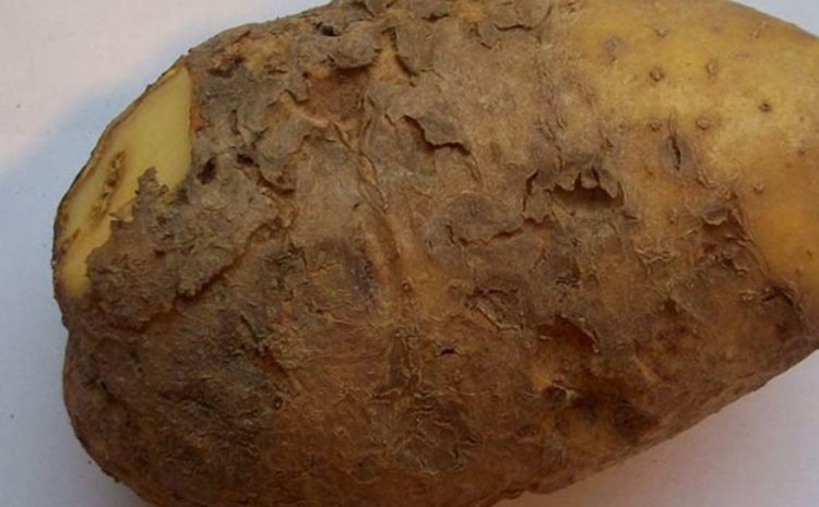    Почему сохнет картофель после уборки