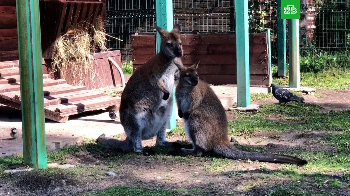    Фото: yaroslavlzoo / t.me