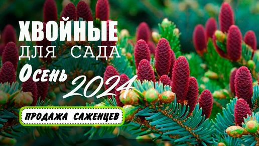 Хвойные растения для сада. Продажа саженцев. Осень 2024