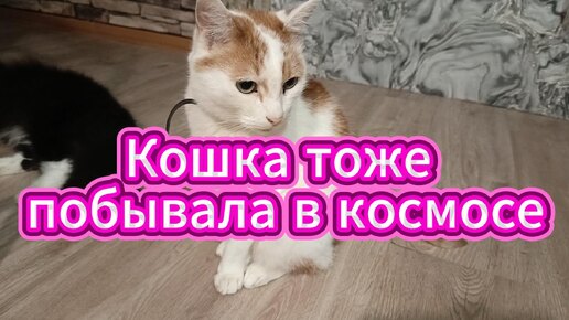 Download Video: Кошка тоже побывала в космосе