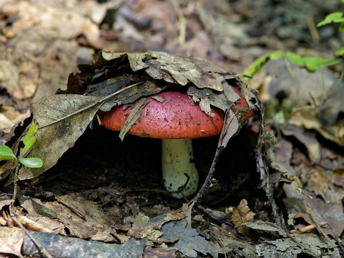 Не забывайте сразу же очищать грибы от листвы, земли и другого мусоры, как только достанете их из почвы. В чистом виде они будут дольше храниться. Фото: Mihajlo Horvat / Unsplash