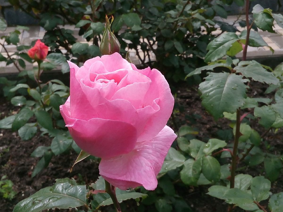  И только розы напоминали ему о том месте, где он раньше жил...