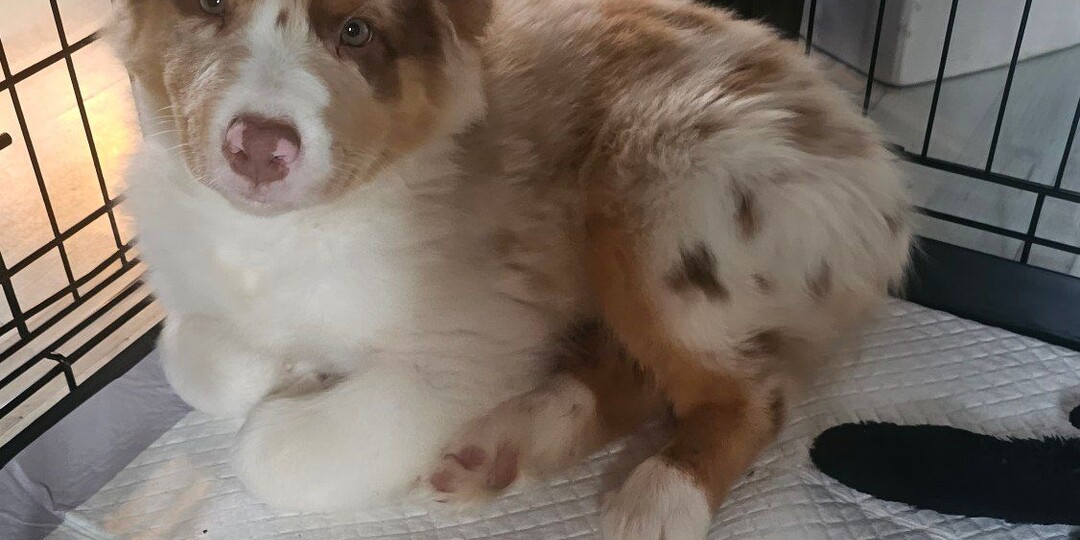 Уши вывернуты, клетка... ну как вот жить с такими хозяевами?😂