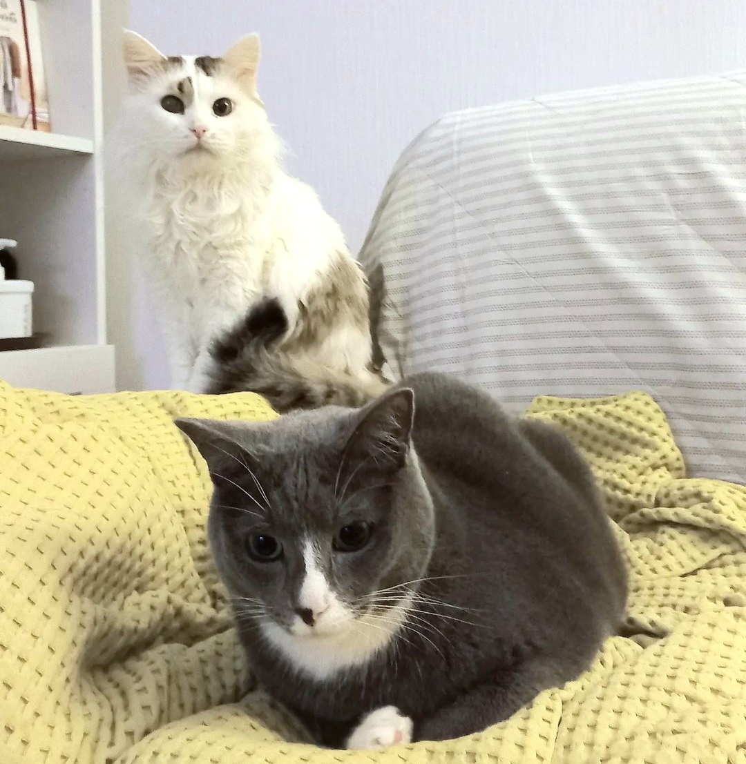 Что Яша, исписалась мать наша? - Да и не говори, Котя! Может пошалим, чтобы информационный повод создать? 😼😼