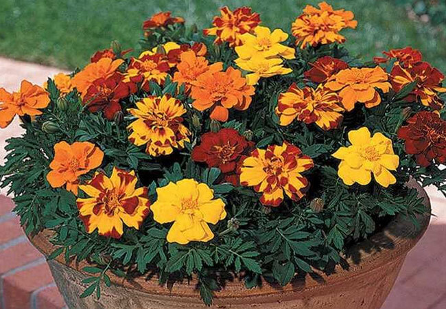 Мелкоцвектковые бархатцы 