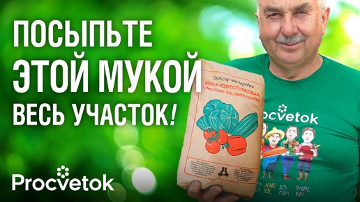 Раз в 10 лет рассыпаю эту муку по всему участку, и почва становится плодородной и без вредителей