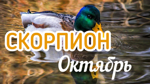 ТАРО ПРОГНОЗ СКОРПИОН ♏ ОКТЯБРЬ 🍂#алиятаро