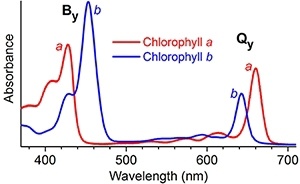 Спектры поглощения для хлорофилла а и хлорофилла b