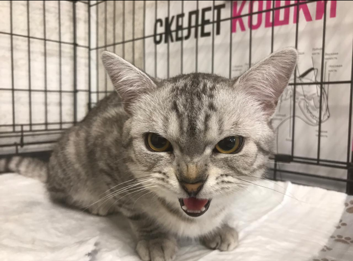 Милая кошечка которая не любит вакцинации