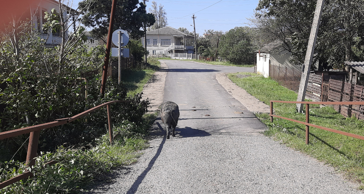 Свинья- путешественника. Грузия