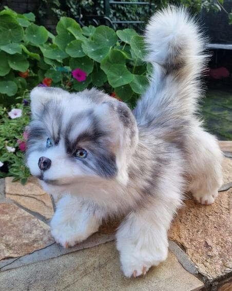    Волчонок поселился на даче мастерицы и даже выходит на прогулку.Из личного архива героини