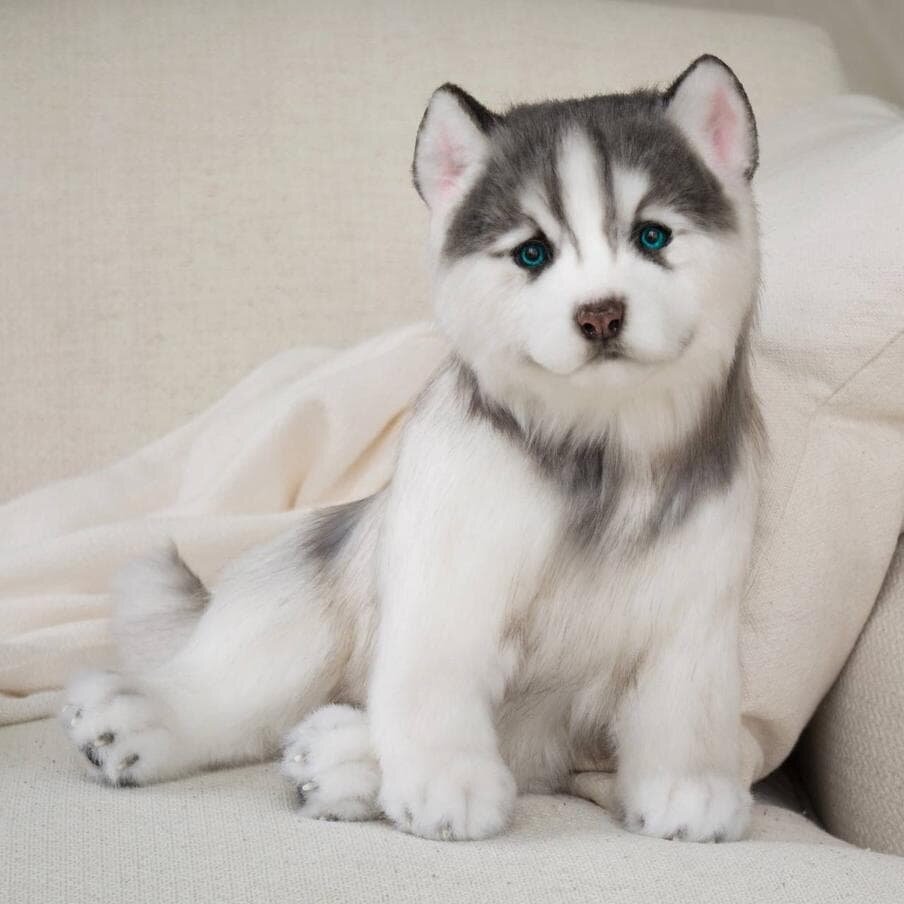    Щенок хаски. Давняя мечта сшить такую игрушку стала реальностью.Из личного архива героини