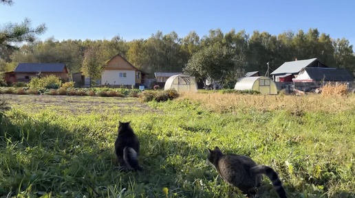 Как мы с котами сходили на прогулку в лес😁 Красивые пробежки по участку