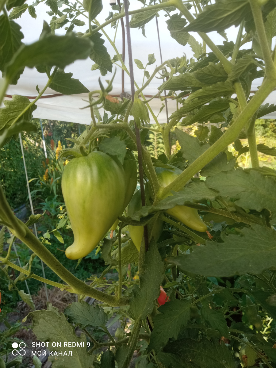 Мои томатики в ОГ. Фото автора.