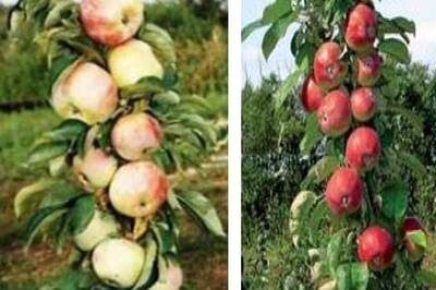 яблоня колоновидная