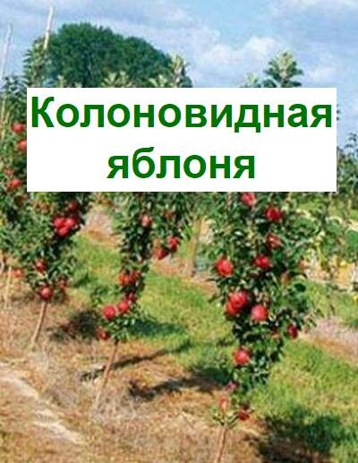 олоновидные яблони уход