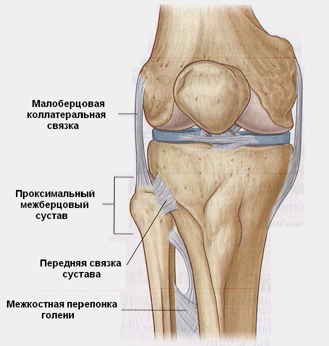 Воспаление проксимального межберцового сустава вызывает боль по наружной поверхности коленного сустава, бедра, голени и вплоть до онемения по проекции малолберцового нерва, спастику мышц