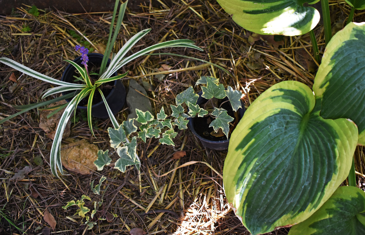 Сочетание, которое могло бы быть. Лириопе, плющ и хоста.