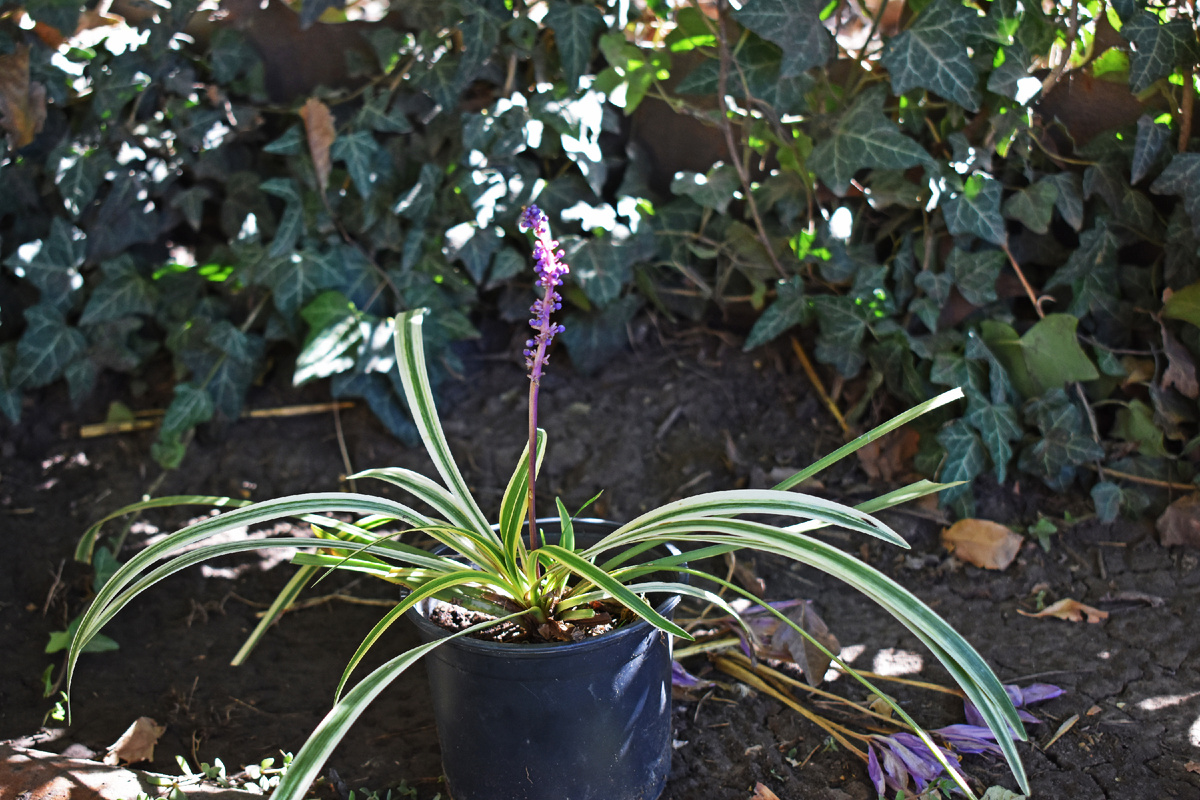 Лириопе мускари, а сзади уже отцветшие безвременники