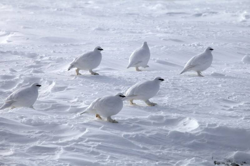 Фото из открытых источников 