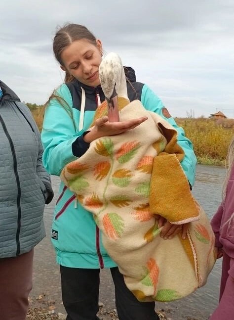    Спасённая птица сразу почувствовала, что у Юли Жеребцовой она в надёжных руках. Фото: Из личного архива/ Борис Петров