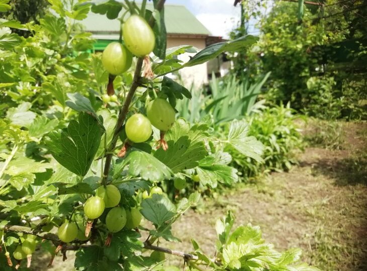 Рассыпьте под каждый куст: получите богатейший урожай крыжовника в следующем году – сочные ягоды будут «сыпаться» сами