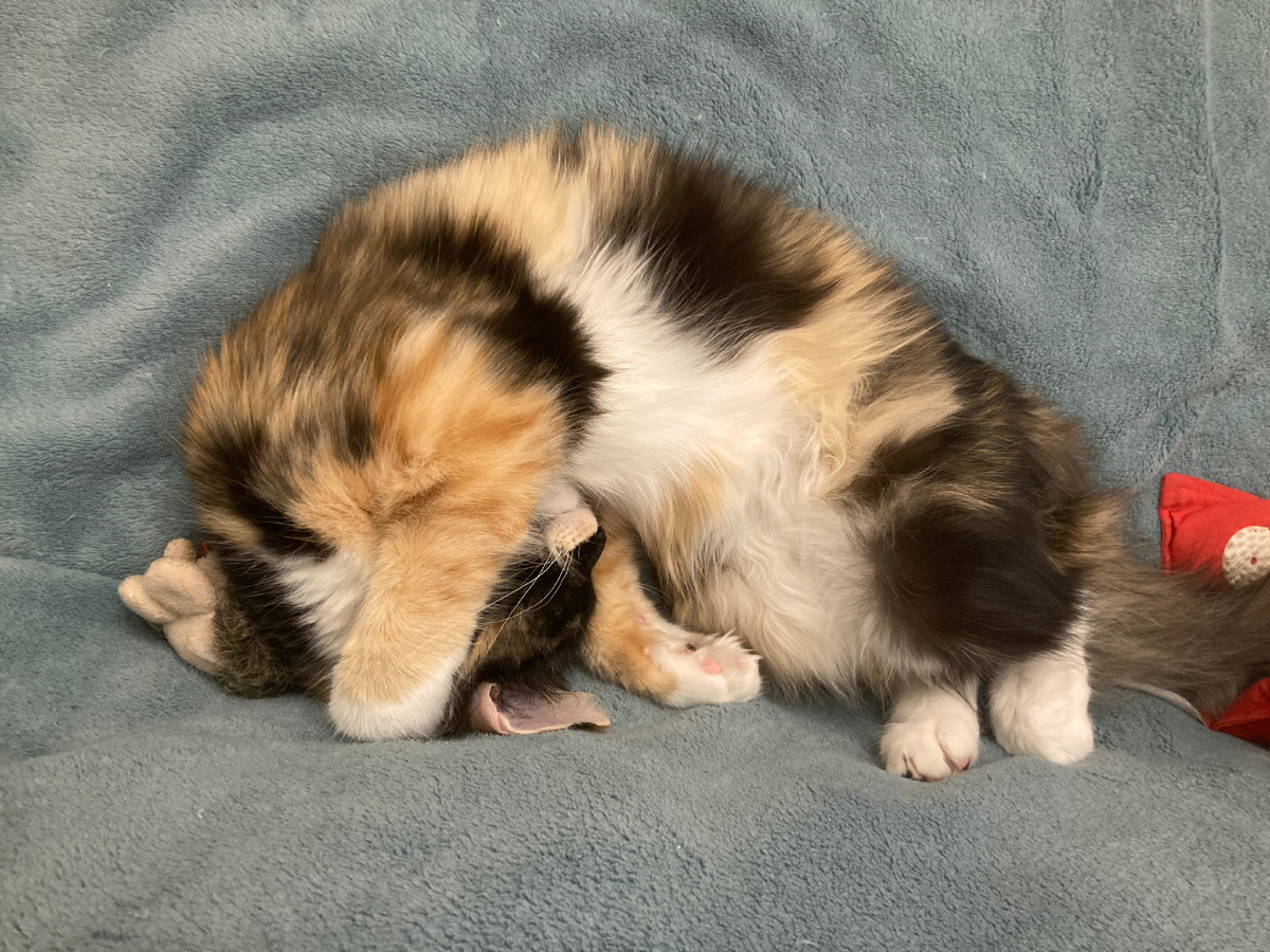 Осенняя кошка