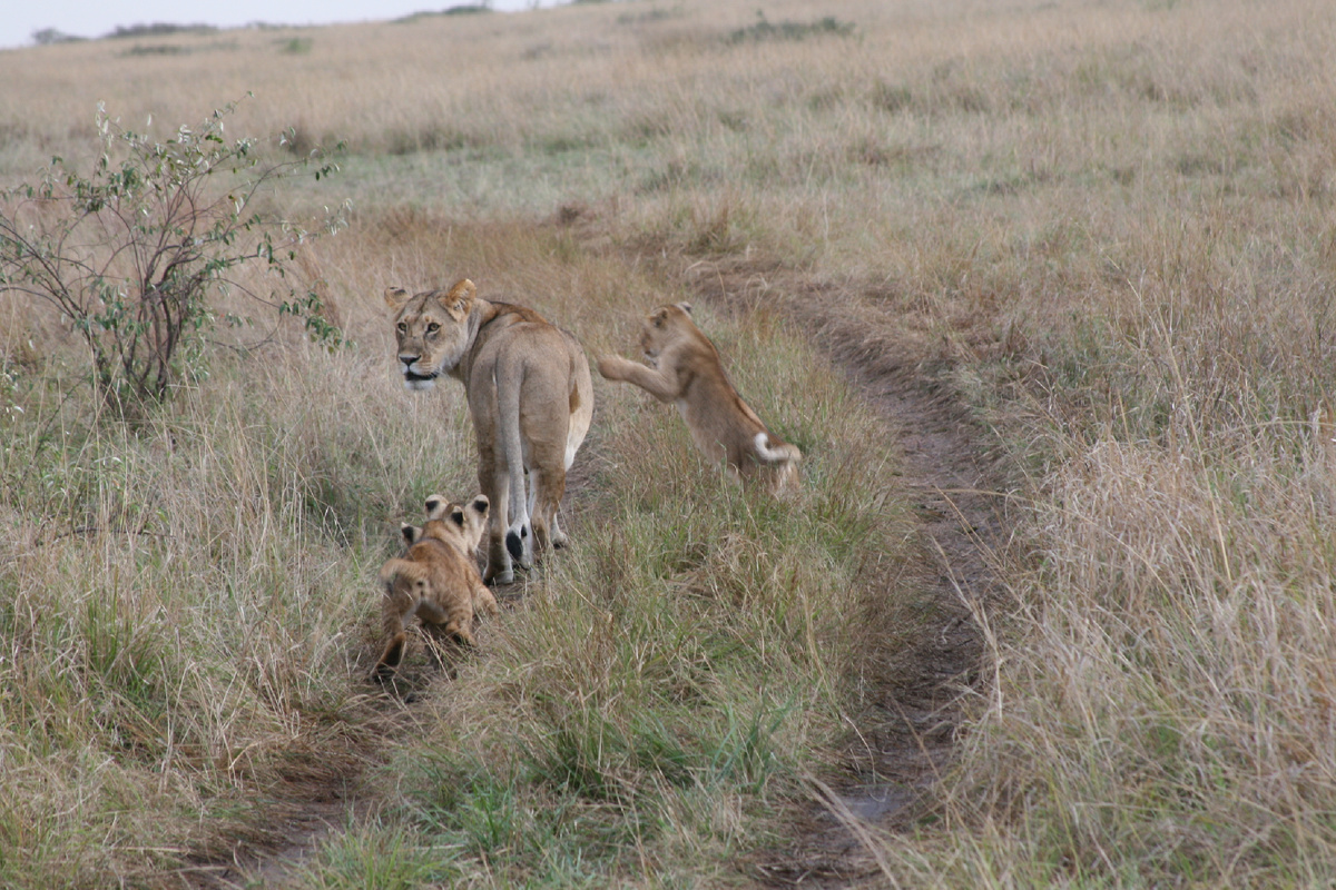 Одинокая львица ведет трёх маленьких львят по саванне. Куда? Почему? Возможно, она по каким-то причинам ушла из прайда и теперь вынуждена самостоятельно охотиться и воспитывать малышей. А они резвятся, не понимая, что происходит. Кения, национальный парк Масаи Мара, Кикорок.