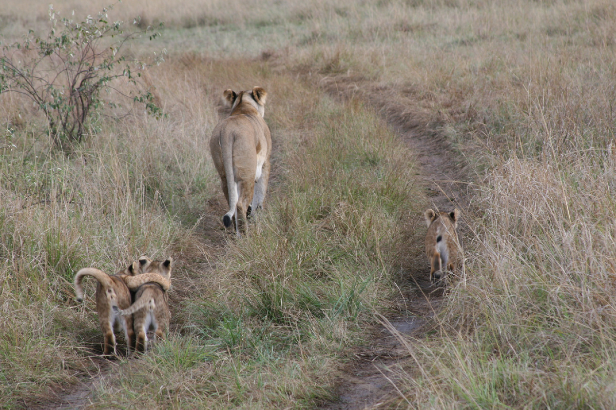 Для них - это весёлая прогулка, а для неё - тяжёлая доля. Одной охотиться трудно, защитить малышей от гиен практически невозможно. Мы видели в Ботсване укрытие-логово, около которого резвились такие же детки. Мама, видимо, ушла на промысел, а они не смогли усидеть "взаперти": подходи, кто хочешь, и делай, что угодно. Кения, национальный парк Масаи Мара, Кикорок.