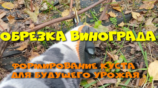 Download Video: ОБРЕЗКА ВИНОГРАДА. ФОРМИРОВКА КУСТА.