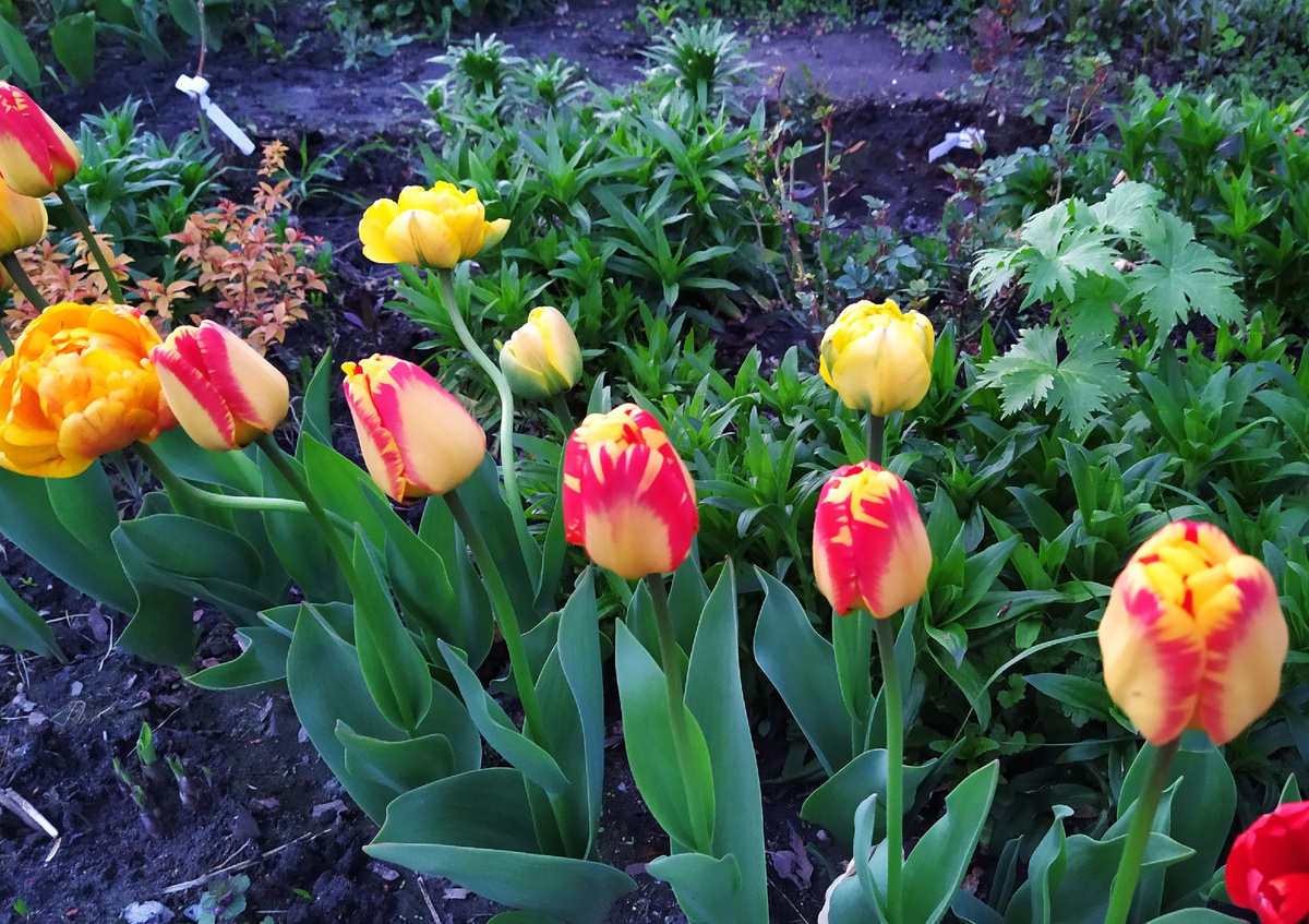 Тюльпаны Дарвинов гибрид Баня Лука