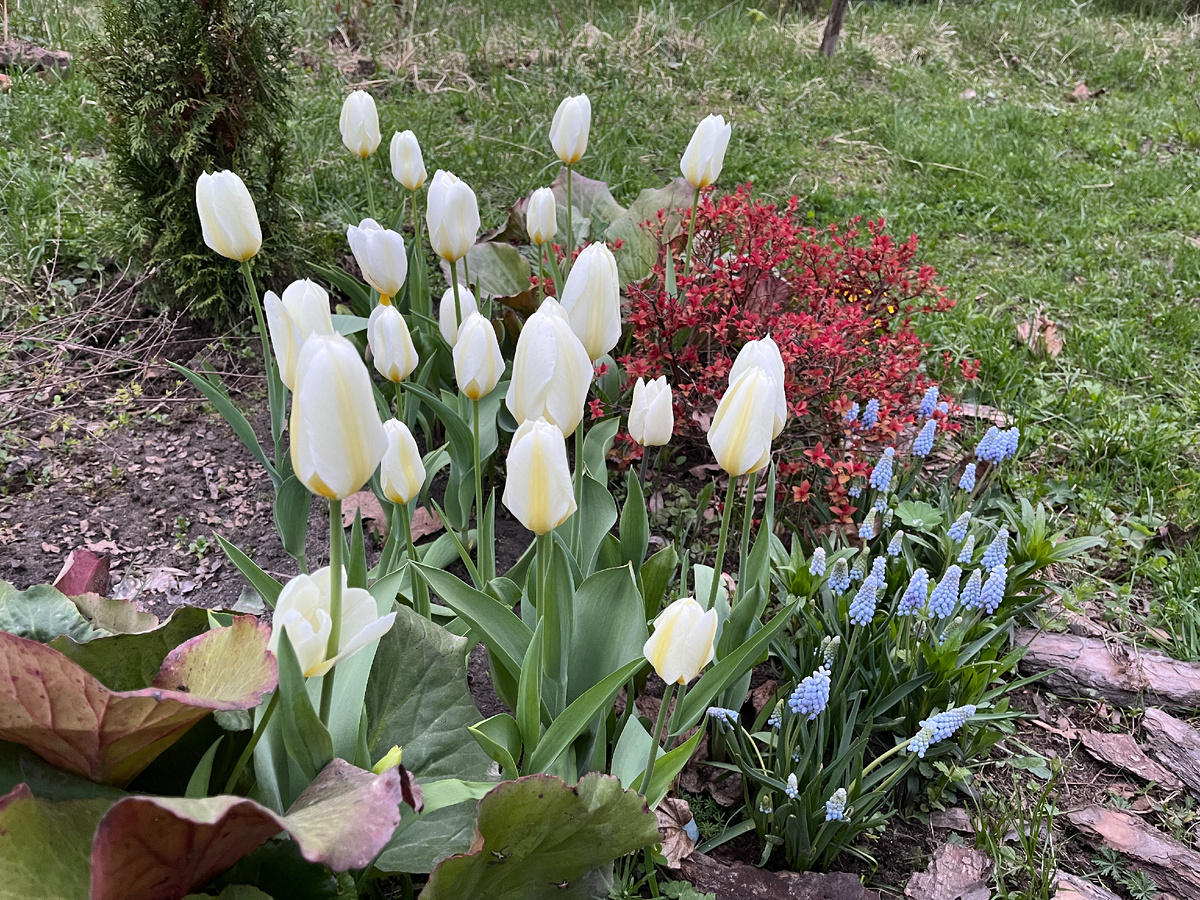 Белые тюльпаны за три года из 6 шт образовалось 25