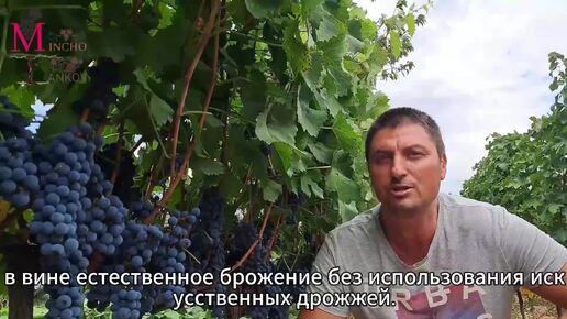 🍇Как приготовить виноградное красное вино в домашних условиях? 🍷