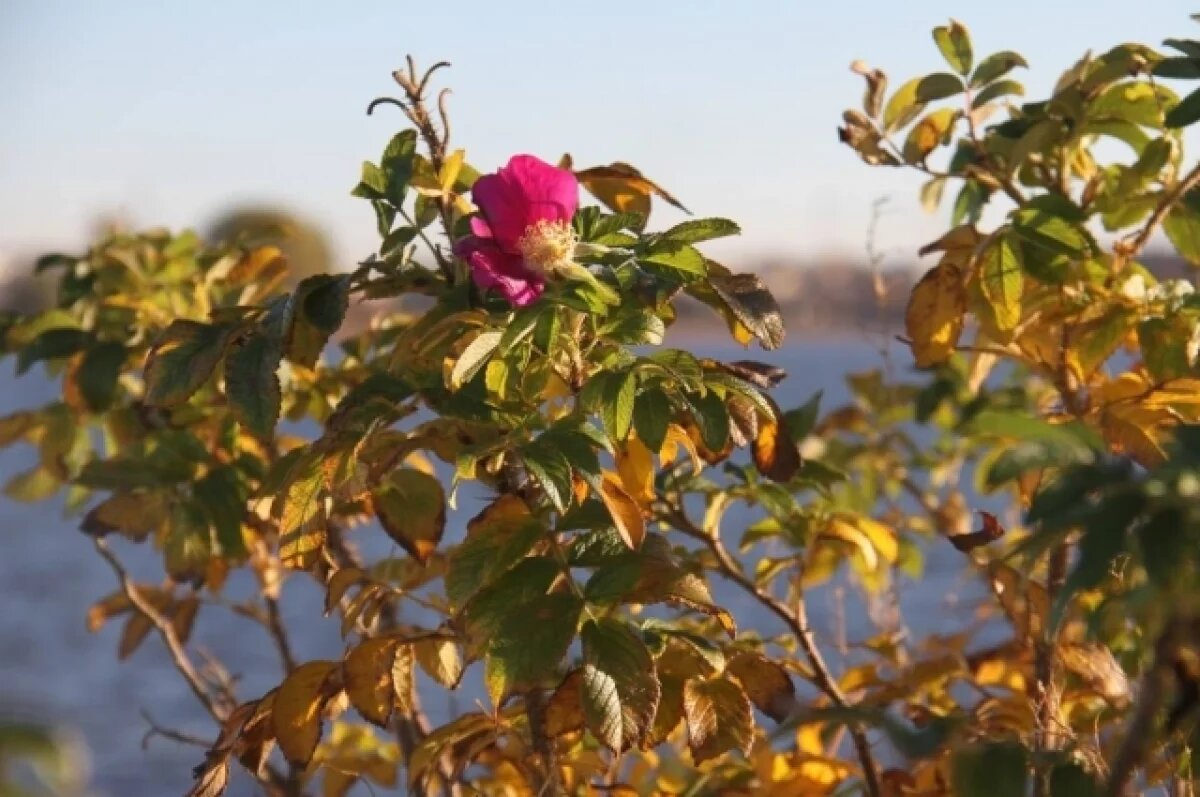    Новосибирцам рассказали, что нельзя делать в Аринин день 1 октября