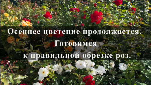 下载视频: Осеннее цветение продолжается. Готовимся к правильной обрезке роз.