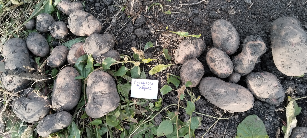 картофель Русский гибрид